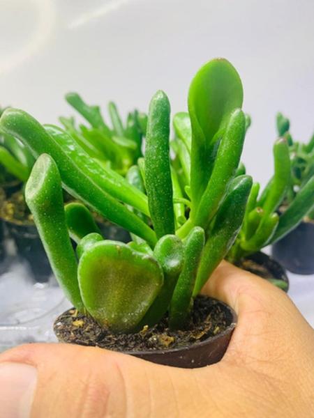 Imagem de 3 Mudas Orelha De Shurek Crassula Ovata Gollum Top De Linha