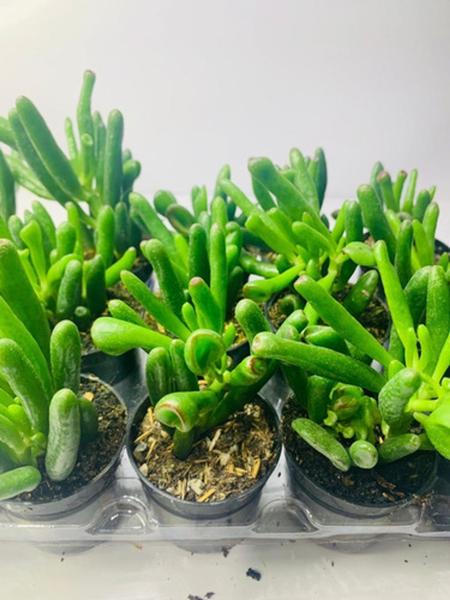 Imagem de 3 Mudas Orelha De Shurek Crassula Ovata Gollum Top De Linha