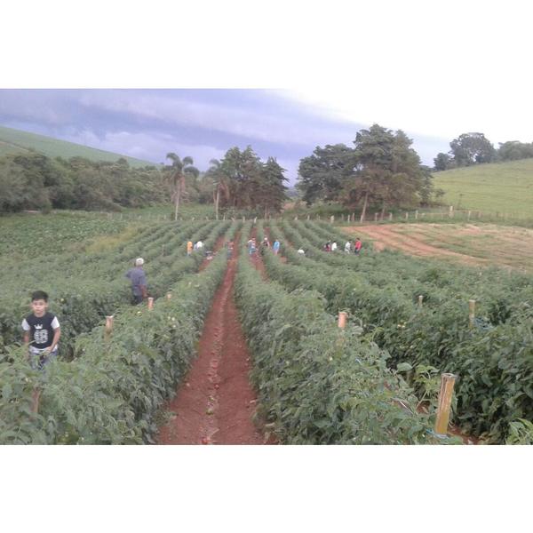 Imagem de 300 Sementes de Tomate Italiano para Molhos