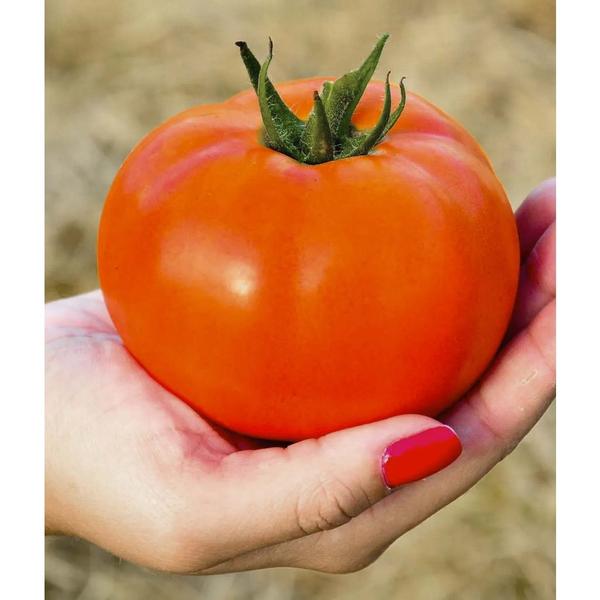 Imagem de 300 Sementes de Tomate Santa Cruz Kada Gigante