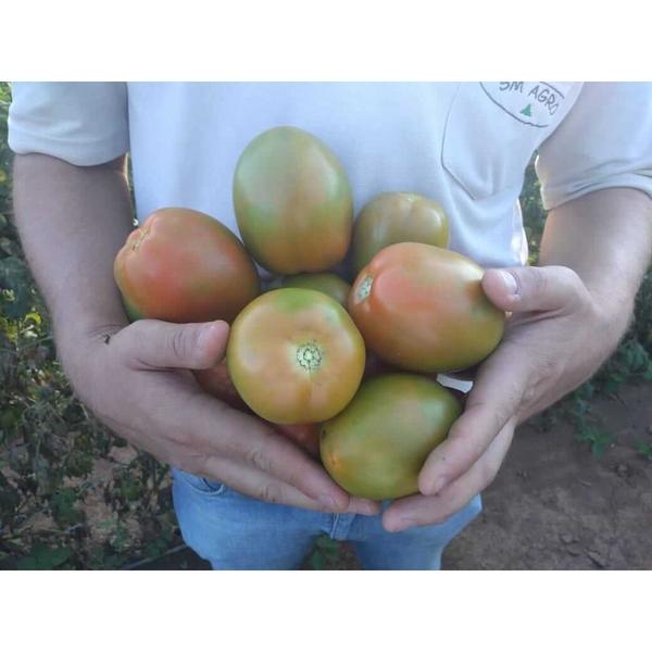 Imagem de 300 Sementes Tomate Especial para Salada (estaca)