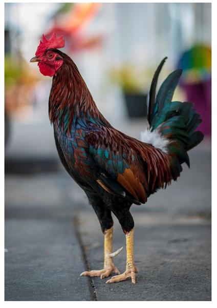 Imagem de 4 Quebra-Cabeça Cognitivo Reabilitação Idosos Fazenda 60 pc