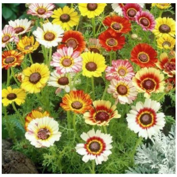 Imagem de 4X Sementes de Chrysanthemum Burridge (Sortidas) TOPSEED