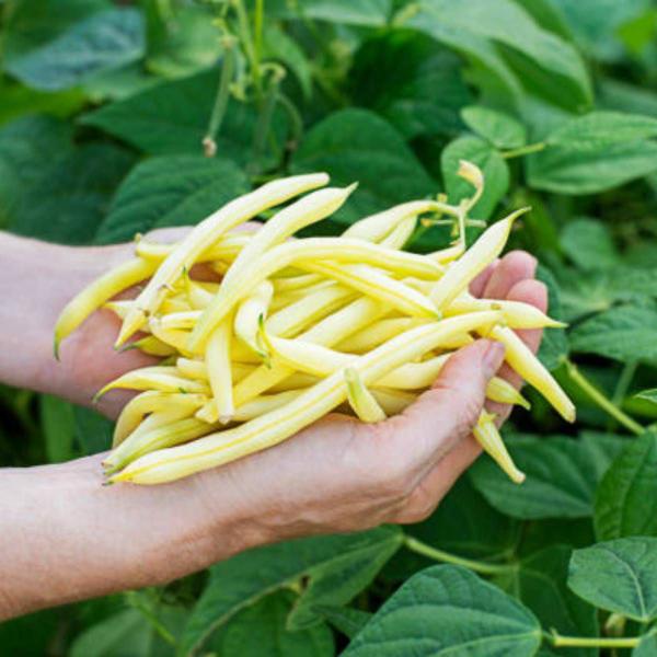 Imagem de 4X Sementes de Feijão Vagem Rasteiro Amarelo Baixo TOPSEED