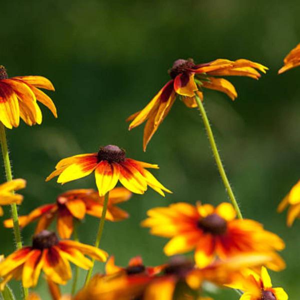 Imagem de 4X Sementes de Margarida Gloriosa (Sortida) TOPSEED