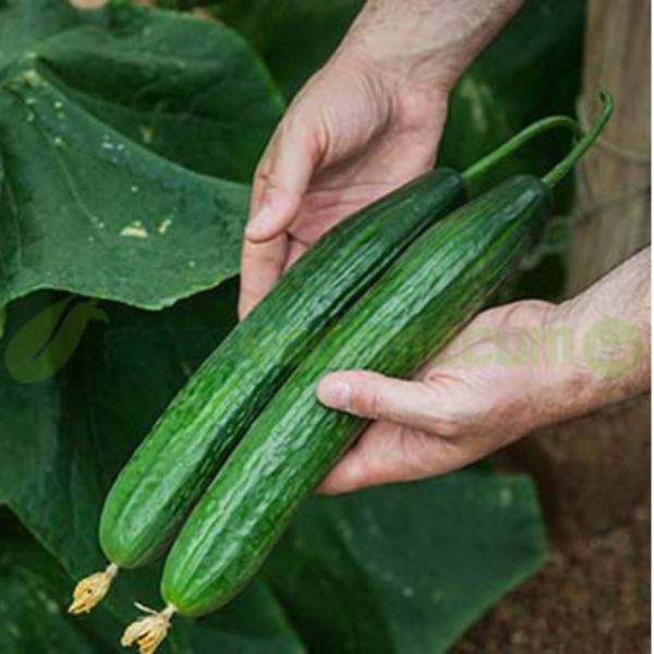 Imagem de 4X Sementes de Pepino Beit Alpha (Holandês) TOPSEED