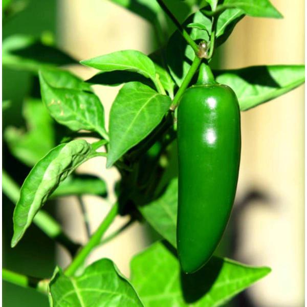 Imagem de 4X Sementes de Pimenta Jalapeno TOPSEED