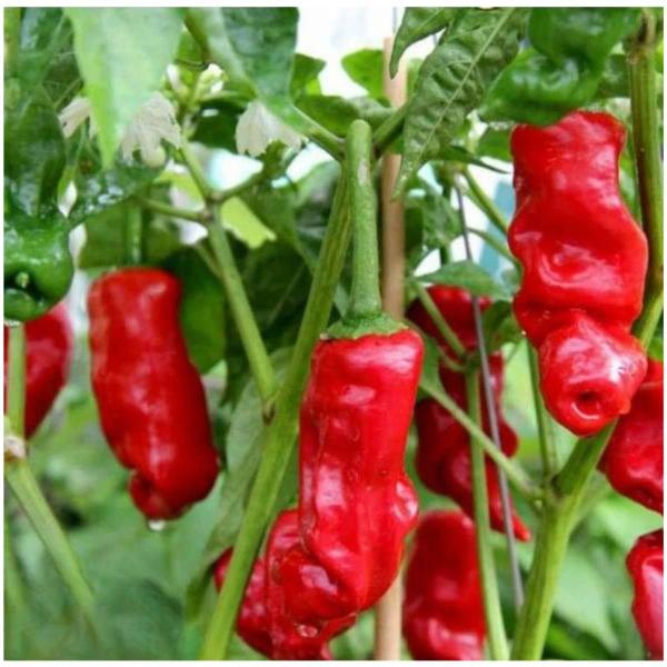 Imagem de 4X Sementes de Pimenta Peter Pepper TOPSEED