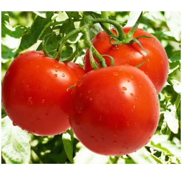 Imagem de 4X Sementes de Tomate Santa Cruz Kada Gigante FELTRIN