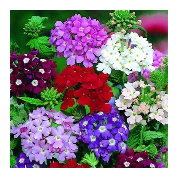 Imagem de 4X Sementes de Verbena Grandiflora Sortida TOPSEED