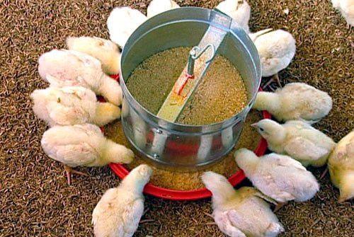 Imagem de 5 Comedouro para Granja Frangos Aves Tubolar Automático 3kg