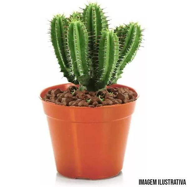 Imagem de 5 Mini Vaso Plástico N7 Ceramica Suculentas Cactos Atacado