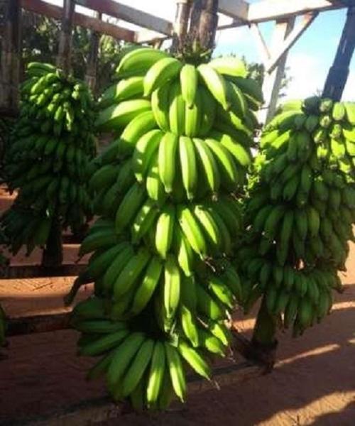 Imagem de 5 Mudas De Banana Maçã - Melhoradas Geneticamente