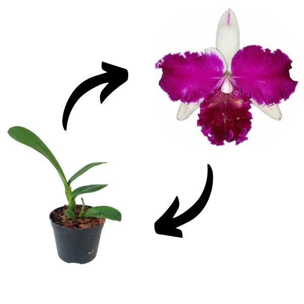 Imagem de 5 Mudas Orquídeas Cattleyas Mistas Variadas Plantas Raras