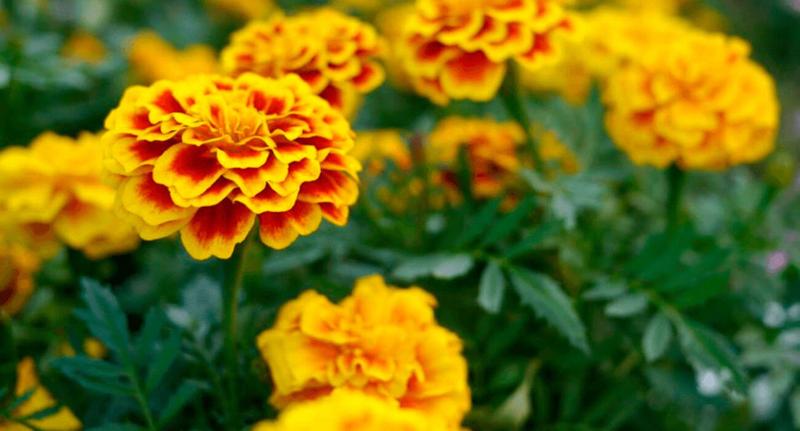 Imagem de 50 Sementes De Tagetes Anão Marieta