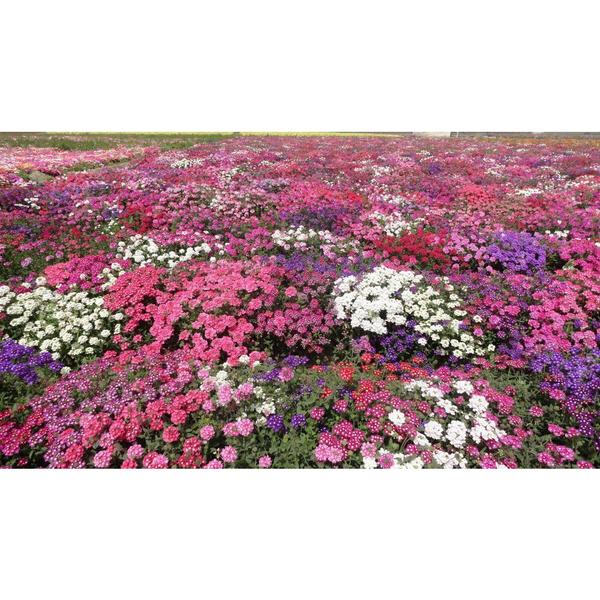 Imagem de 50 Sementes De Verbena Grandiflora Sortida