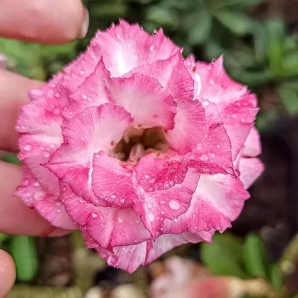 Imagem de 50 Sementes Rosa Do Deserto Sortidas Tripla Dobrada Simples