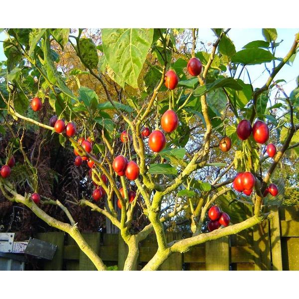 Imagem de 50 Sementes Tomate De Árvore Italiano Gigante