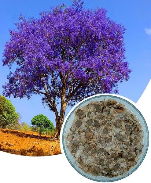 Imagem de 500 Sementes Jacarandá Mimoso Jacarandá Roxo