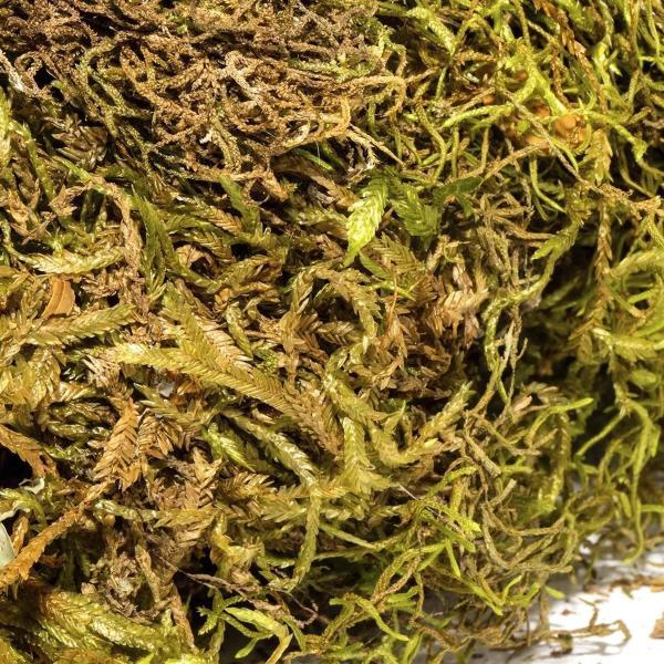 500G Musgo Verde Desidratadas Decoração Arranjos Flores - AC Imagem de 500G Musgo Verde Desidratadas Decoração Arranjos Flores