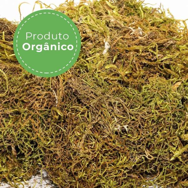 500G Musgo Verde Desidratadas Decoração Arranjos Flores - AC Imagem de 500G Musgo Verde Desidratadas Decoração Arranjos Flores