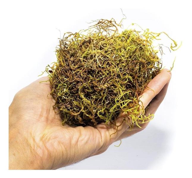 500G Musgo Verde Desidratadas Decoração Arranjos Flores - AC Imagem de 500G Musgo Verde Desidratadas Decoração Arranjos Flores