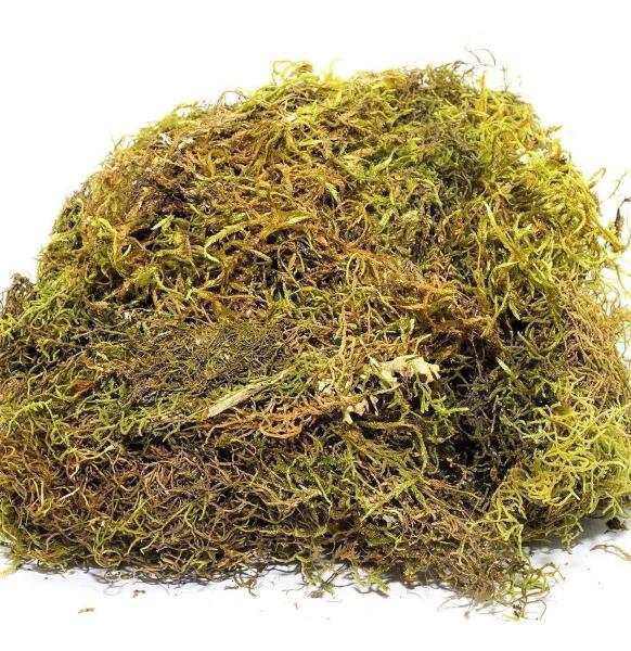 500G Musgo Verde Desidratadas Decoração Arranjos Flores - AC Imagem de 500G Musgo Verde Desidratadas Decoração Arranjos Flores