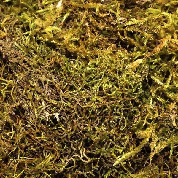 Imagem de 500g Musgo Verde Desidratadas Decoração Arranjos Flores