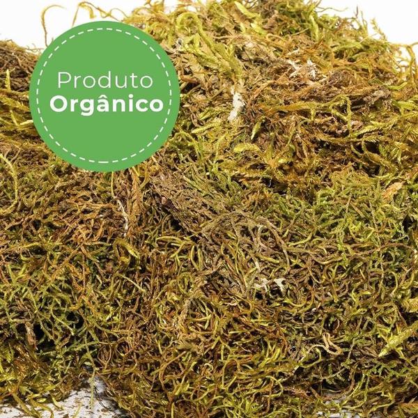 Imagem de 500g Musgo Verde Desidratadas Decoração Arranjos Flores