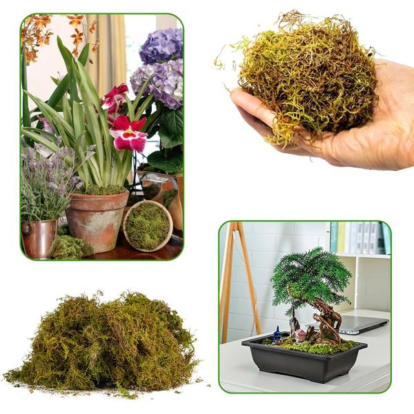 500g Musgo Verde Desidratadas Decoração Arranjos Flores - AC Imagem de 500g Musgo Verde Desidratadas Decoração Arranjos Flores