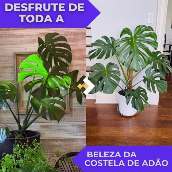 6 Folhas Costela de Adão Premium Com Haste Arranjos - Agiani Shop Imagem de 6 Folhas Costela de Adão Premium Com Haste Arranjos