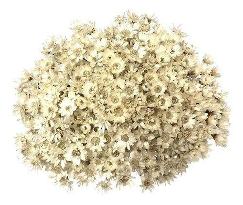 600 Sempre Viva Para Decoração - Arranjo Primavera Casamento Imagem de 600 Sempre Viva Para Decoração