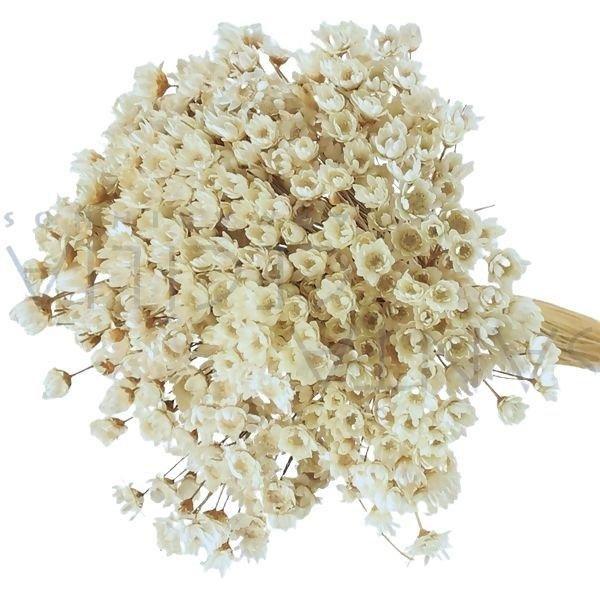600 Sempre Viva Para Decoração - Arranjo Primavera Casamento Imagem de 600 Sempre Viva Para Decoração