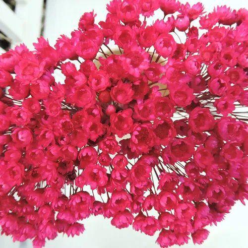 600 Sempre Viva Para Decoração - Arranjo Primavera Casamento Imagem de 600 Sempre Viva Para Decoração