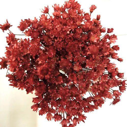 600 Sempre Viva Para Decoração - Arranjo Primavera Casamento Imagem de 600 Sempre Viva Para Decoração
