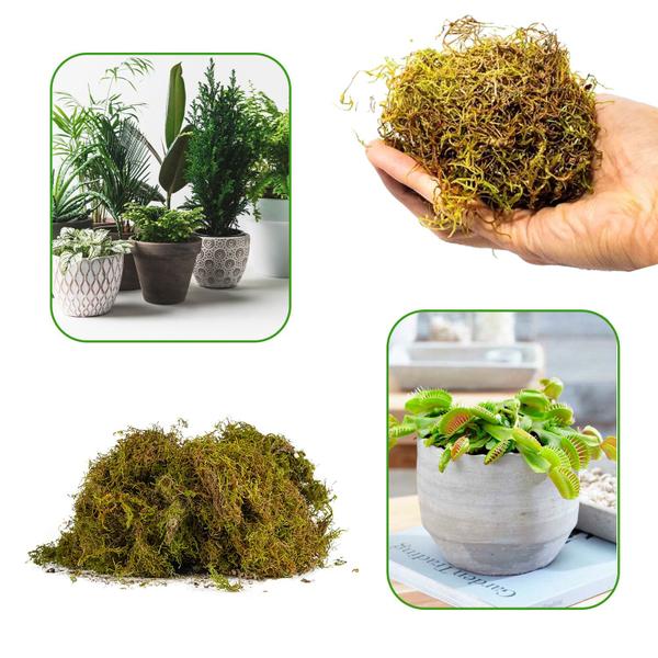 7 Litros Musgo Verde Desidratadas Decoração Arranjos Flores - AC Imagem de 7 Litros Musgo Verde Desidratadas Decoração Arranjos Flores