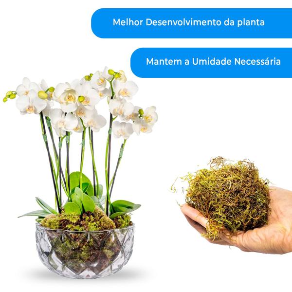 7 Litros Musgo Verde Desidratadas Decoração Arranjos Flores - AC Imagem de 7 Litros Musgo Verde Desidratadas Decoração Arranjos Flores