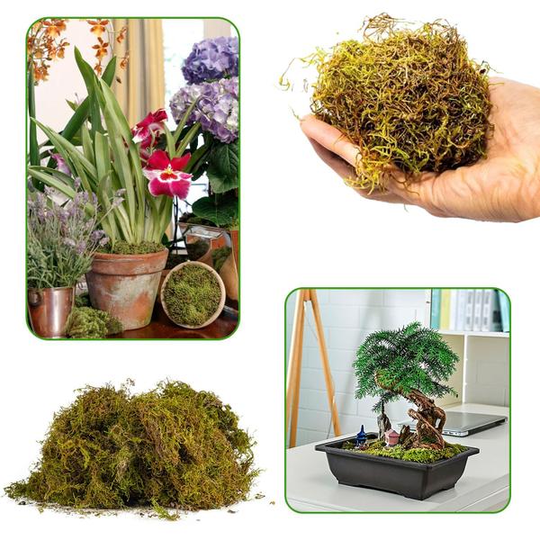 7 Litros Musgo Verde Desidratadas Decoração Arranjos Flores - AC Imagem de 7 Litros Musgo Verde Desidratadas Decoração Arranjos Flores