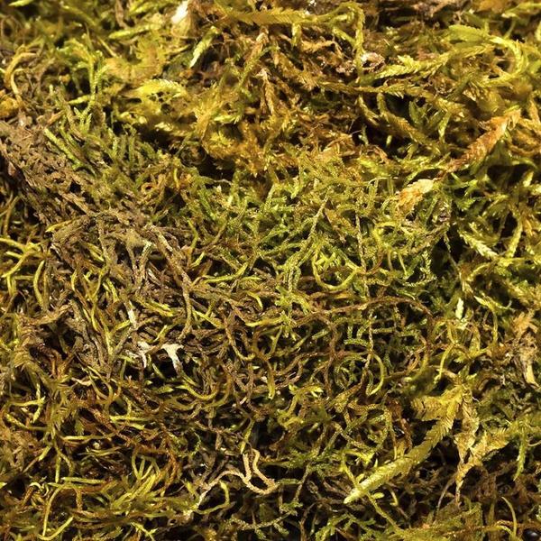 7 Litros Musgo Verde Desidratadas Decoração Arranjos Flores - AC Imagem de 7 Litros Musgo Verde Desidratadas Decoração Arranjos Flores