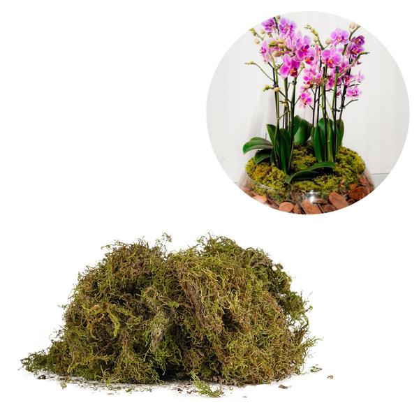 7 Litros Musgo Verde Desidratadas Decoração Arranjos Flores - AC Imagem de 7 Litros Musgo Verde Desidratadas Decoração Arranjos Flores