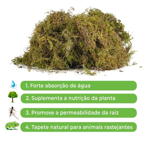 7 Litros Musgo Verde Desidratadas Decoração Arranjos Flores - AC Imagem de 7 Litros Musgo Verde Desidratadas Decoração Arranjos Flores