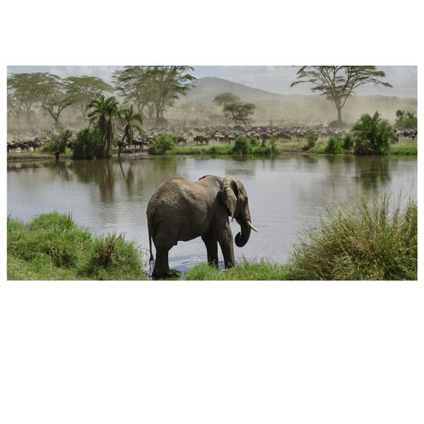 Imagem de Adesivo Parede Paisagem Elefante Africa Natureza S267