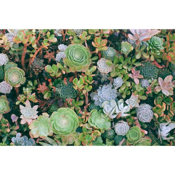 Adubo Orgânico Forth para Suculentas NPK+8 Concentrado 60ml - Forth Jardim Imagem de Adubo Orgânico Forth para Suculentas NPK+8 Concentrado 60ml