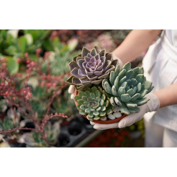 Adubo Orgânico Forth para Suculentas NPK+8 Concentrado 60ml - Forth Jardim Imagem de Adubo Orgânico Forth para Suculentas NPK+8 Concentrado 60ml