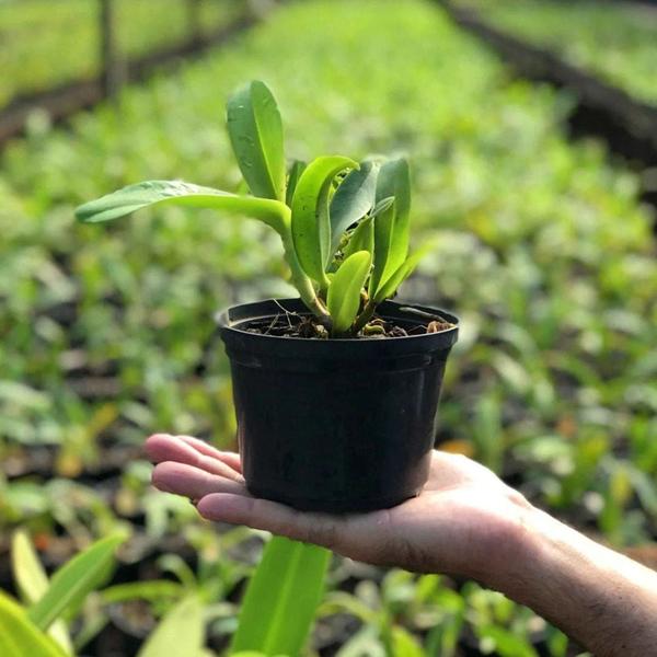 Imagem de Adubo Orgânico Para Floração De Orquídeas Forth 500ml