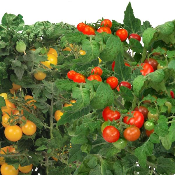 AeroGarden 812501-0208 Tomate Cereja Mista, 12-pod Imagem de AeroGarden 812501-0208 Tomate Cereja Mista, 12-pod