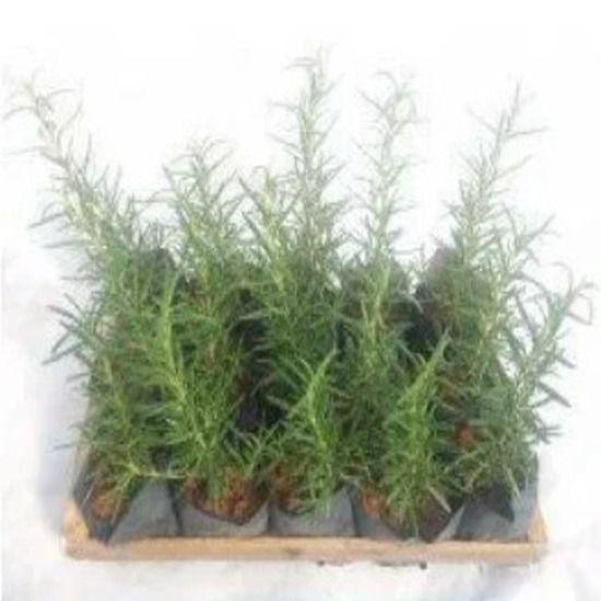 Alecrim - Caixa com 15 unidades - PLANTADELIVERY Imagem de Alecrim - Caixa com 15 unidades