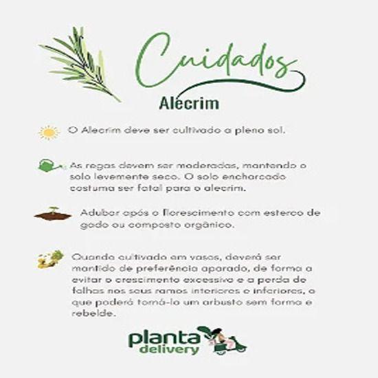 Alecrim - Caixa com 15 unidades - PLANTADELIVERY Imagem de Alecrim - Caixa com 15 unidades