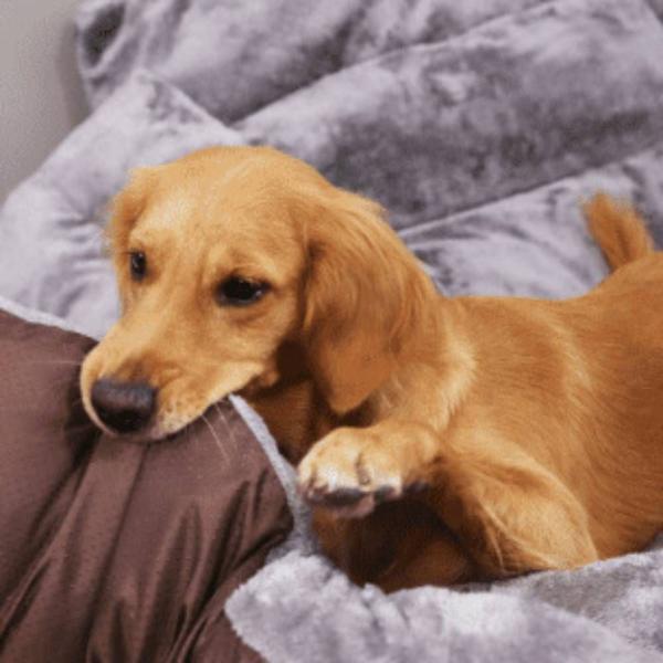 Imagem de Almofada para dormir de cachorro, almofada de canil de estimação de inverno, à prova de lágrimas