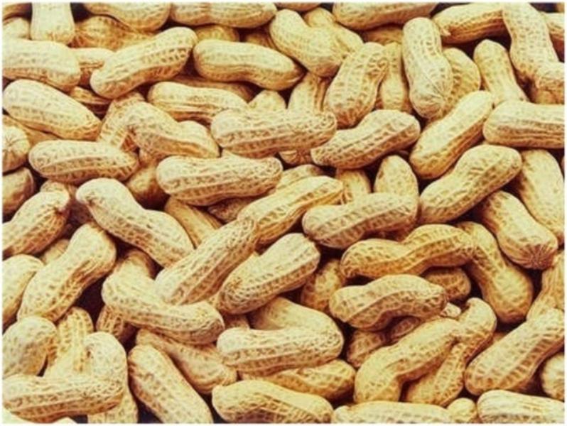 Amendoim Runner Com Casca Crú 2 kg - Naturais Brasil Imagem de Amendoim Runner Com Casca Crú 2 kg